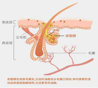 化妝品,控油評價,皮脂分泌,皮膚