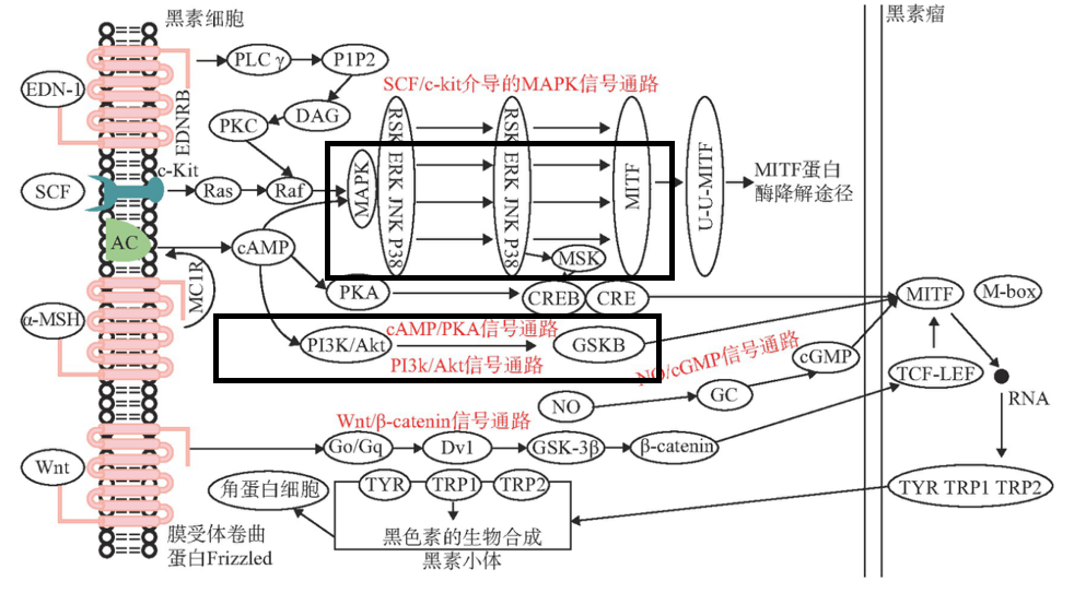 美白,功效原料,信號(hào)通路,黑素轉(zhuǎn)移,百里香醌